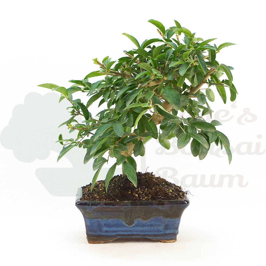 Gewöhnlichen Liguster ‚Ligustrum vulgare‘